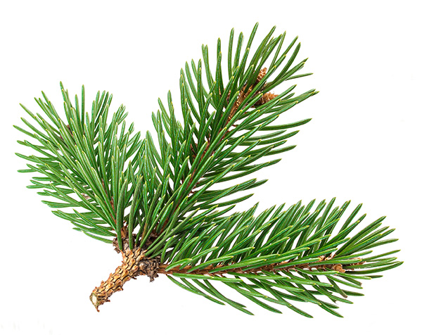 pine leaf